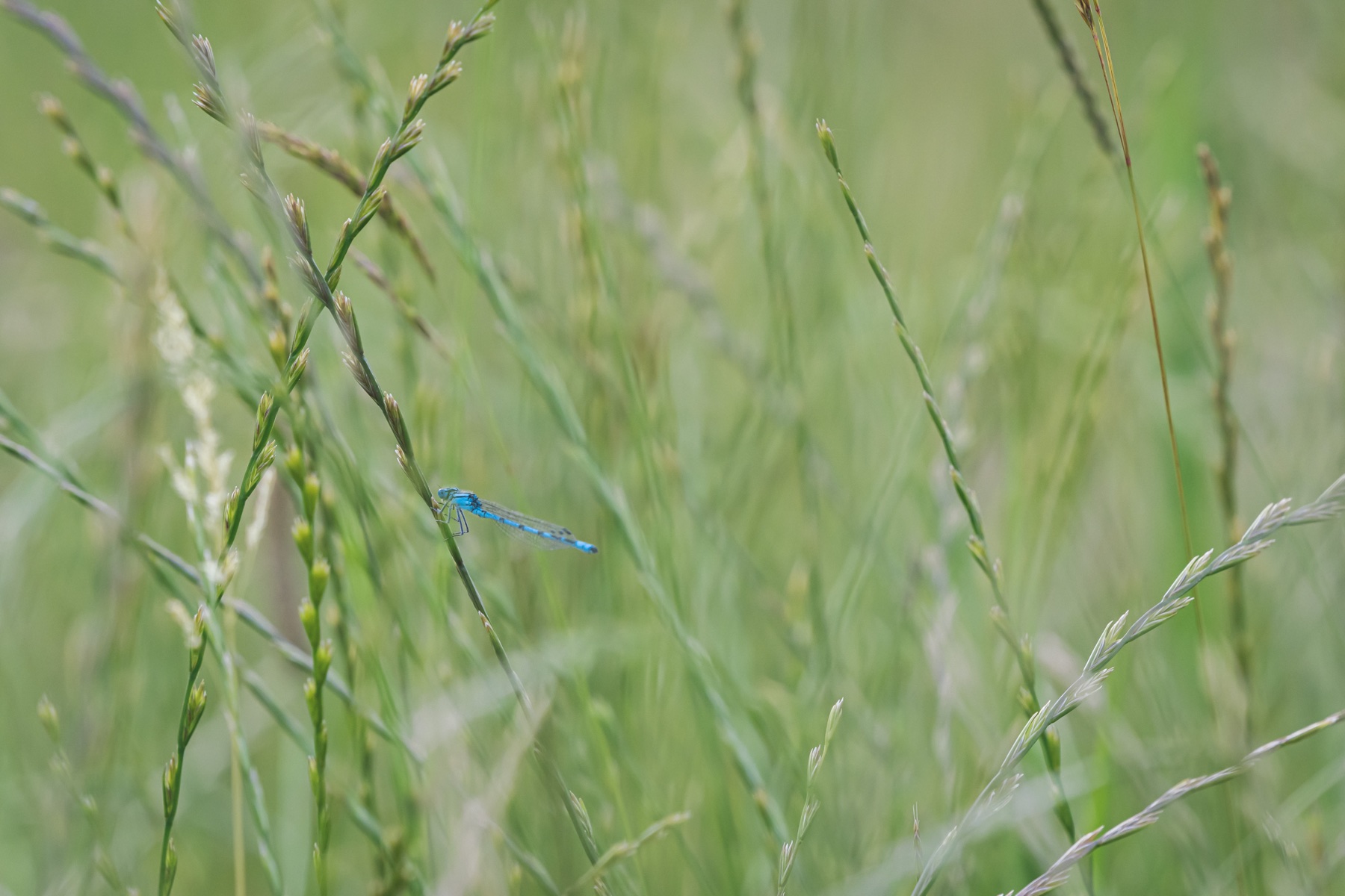 Biodiversité aux Portes du Lac